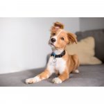 PAW. Chaveiro osso em alum&iacute;nio